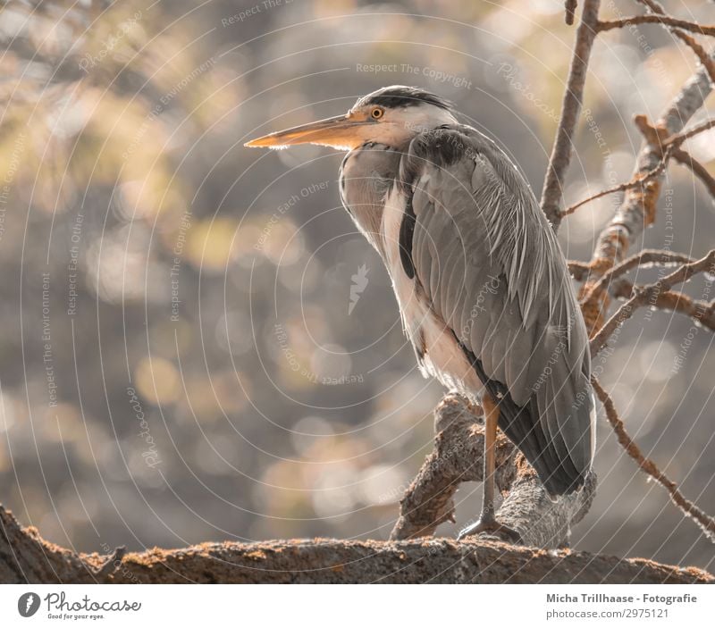 Fischreiher im sonnigen Baum Natur Tier Himmel Sonne Sonnenlicht Schönes Wetter Zweige u. Äste Wildtier Vogel Tiergesicht Krallen Graureiher Reiher Schnabel