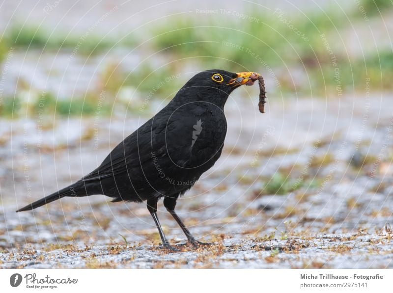 Amsel mit Wurm im Schnabel Natur Tier Sonnenlicht Schönes Wetter Gras Nutztier Vogel Tiergesicht Flügel Krallen Auge Feder 2 fangen Fressen Jagd Blick nah