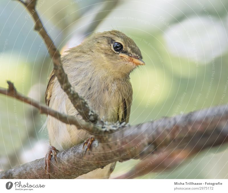 Junger Fitis schaut neugierig Natur Tier Himmel Sonnenlicht Schönes Wetter Baum Zweige u. Äste Vogel Tiergesicht Flügel Krallen Laubsänger Kopf Schnabel Auge