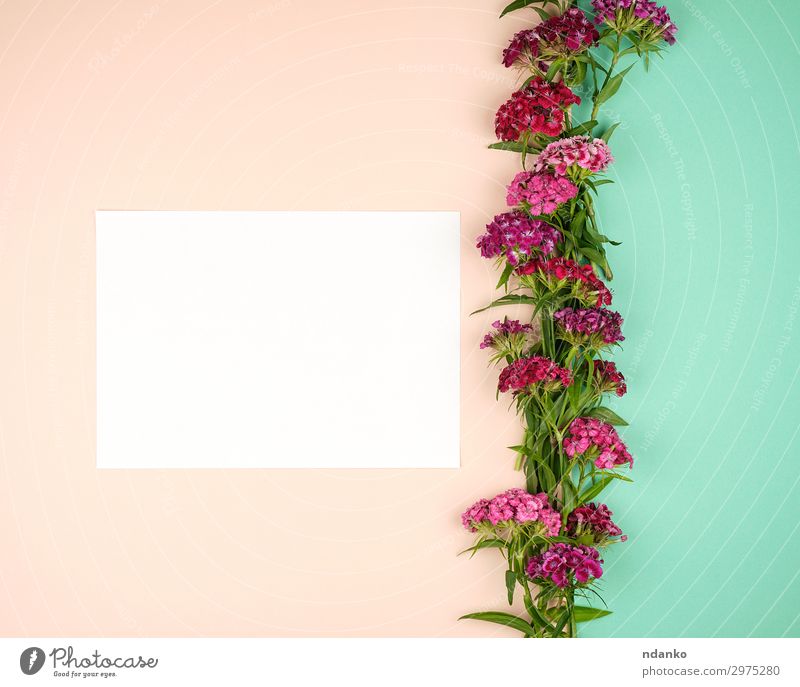 Knospen der blühenden türkischen Nelke schön Sommer Dekoration & Verzierung Feste & Feiern Geburtstag Natur Pflanze Blume Blatt Blüte Papier Blumenstrauß