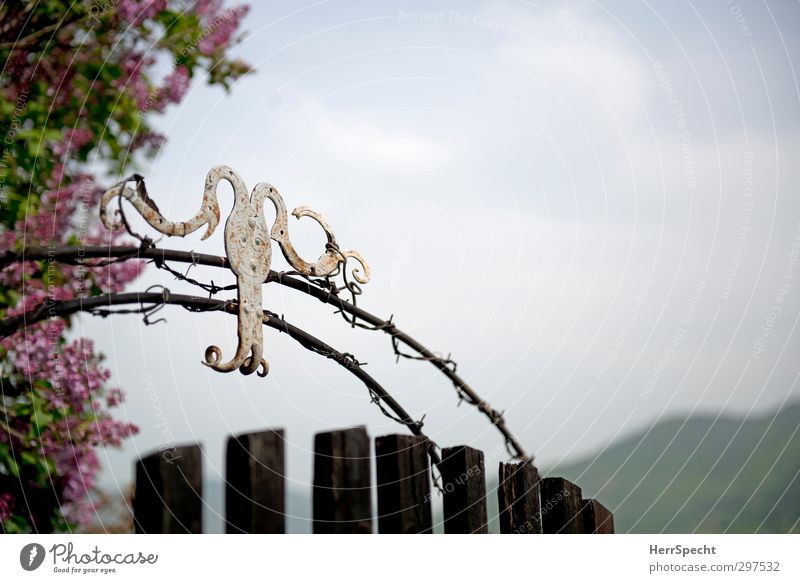 Abschreckung Landschaft Himmel Frühling Schönes Wetter Blatt Blüte Grünpflanze Fliederbusch Österreich Wachau Dorf Garten Holz Metall Zeichen Ornament