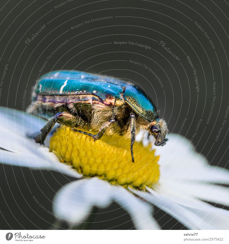 glänzender Rücken Umwelt Natur Frühling Sommer Pflanze Blume Blüte Margerite Garten Wiese Tier Käfer Tiergesicht Insekt Rosenkäfer 1 krabbeln Farbfoto