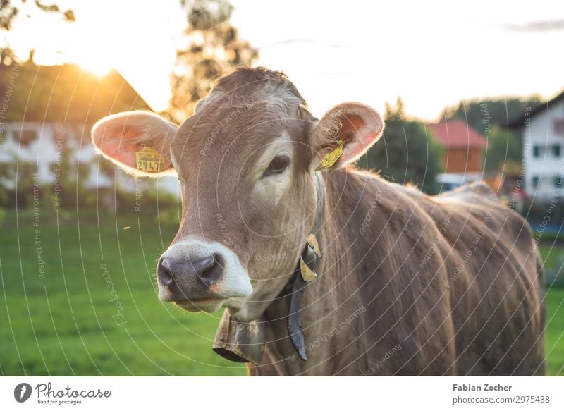 Rind auf dem Weg in die Berge Natur Sonnenaufgang Sonnenuntergang Frühling Schönes Wetter Gras Wiese Nutztier Kuh 1 Tier niedlich braun grün Glück