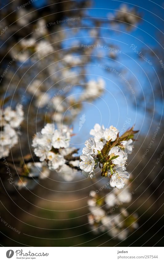 vom baumblütenfest. harmonisch Garten Gartenarbeit Landwirtschaft Forstwirtschaft Pflanze Frühling Baum Blatt Blüte Nutzpflanze Obstbaum alt ästhetisch