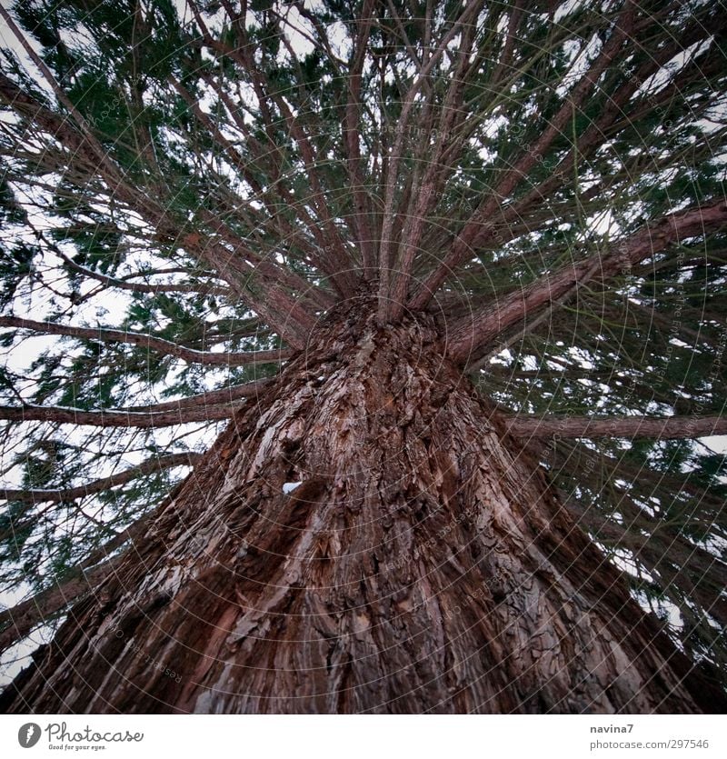 Kiefer Umwelt Natur Winter Baum Park Holz alt Wachstum dick groß oben stark braun grün Kraft standhaft Senior Perspektive Baumstamm Farbfoto Gedeckte Farben