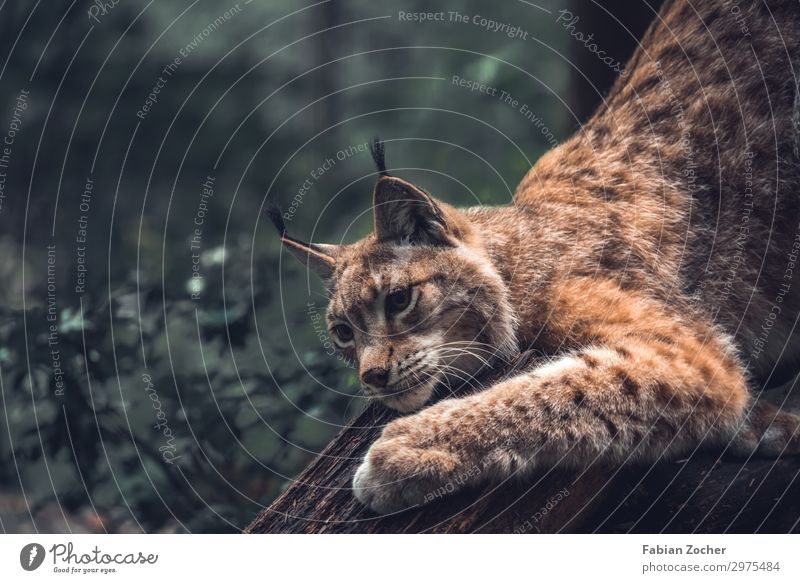 Luchs in der Sächsischen Schweiz Ferien & Urlaub & Reisen Camping Berge u. Gebirge Natur Landschaft Tier Wald toben wandern ästhetisch sportlich Leben