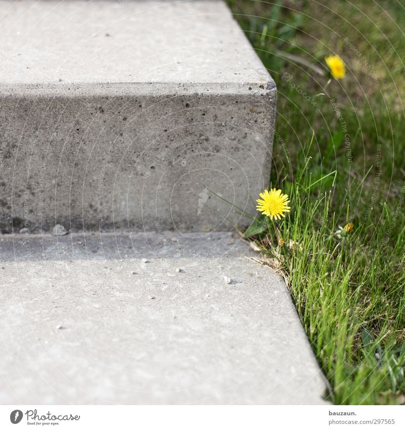 unkraut blüht. Garten Sportstätten Gartenarbeit Natur Erde Frühling Sommer Pflanze Blume Gras Blüte Löwenzahn Park Wiese Treppe Terrasse Wege & Pfade Beton