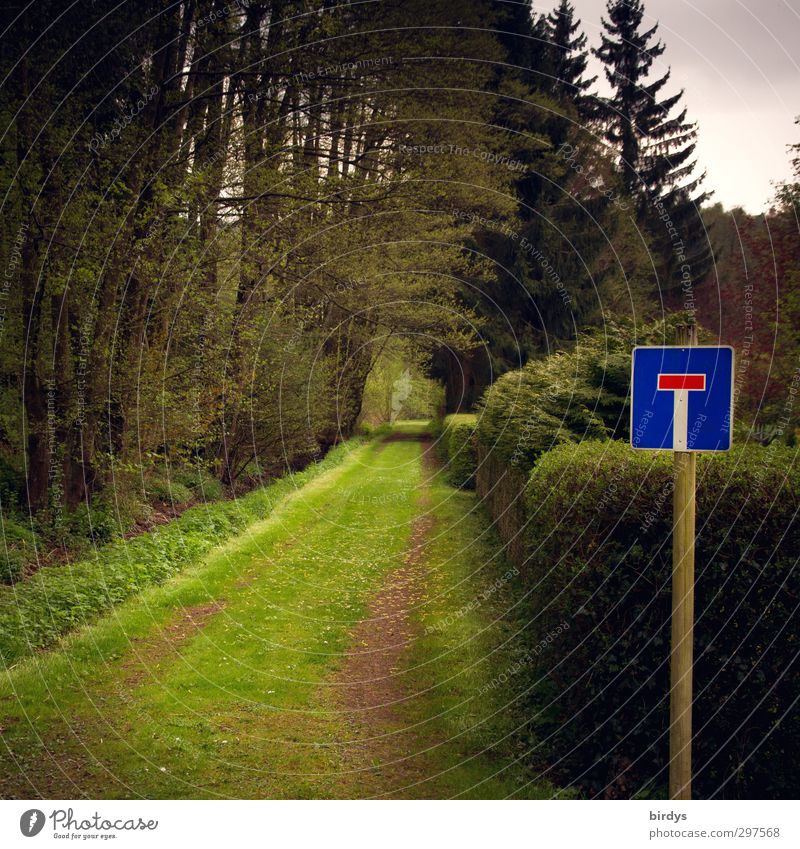 grüne Sackgasse Natur Frühling Sommer Wiese Wald Schilder & Markierungen Verkehrszeichen außergewöhnlich dunkel natürlich blau Wege & Pfade Farbfoto