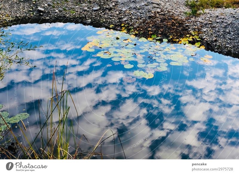 dem himmel nah Umwelt Natur Landschaft Pflanze Sommer Klima Klimawandel Wald Moor Sumpf Teich Hoffnung Glaube demütig Trauer Tod Reflexion & Spiegelung Himmel