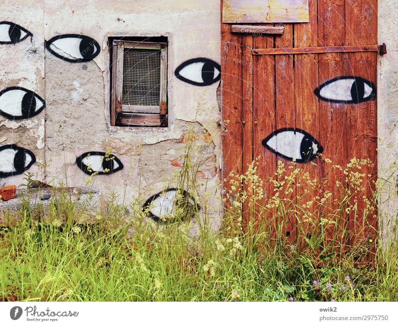 Denkmalschutz is watching you Kunst Kunstwerk Gemälde Pflanze Sommer Gras Sträucher Halm bewachsen Dorf Menschenleer Haus Hütte Gebäude Abrissgebäude Ruine