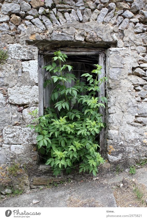 Landflucht Pflanze Baum Ruine Mauer Wand Eingang Stein Holz Zeichen außergewöhnlich historisch Neugier Kraft Tatkraft Wahrheit Leben Ausdauer Partnerschaft