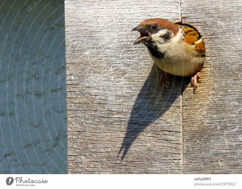 Ruhe da draußen...! Mauer Wand Tier Wildtier Vogel Schuppen Spatz Feldsperling Nistkasten Schnabel 1 füttern Kommunizieren Blick schreien frech klein listig