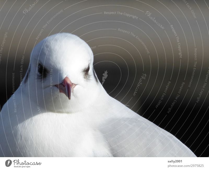 Moin... Tier Wildtier Vogel Tiergesicht Möwe Schnabel 1 beobachten ästhetisch elegant schön maritim Neugier niedlich weiß Feder Tag Sonnenlicht Tierporträt