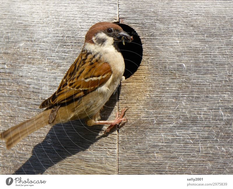 Feldsperling kümmert sich um Nachwuchs... Vogel Tier Wildtier Spatz Nistkasten Brutpflege Futter füttern Holz Aufzucht Insekten Loch Fürsorge braun fressen