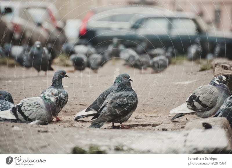 Versammlung der Tauben Tier Vogel Tiergesicht Tiergruppe Schwarm grau beobachten PKW Parkplatz Stadt St. Petersburg Russland Winter kalt viele Farbfoto