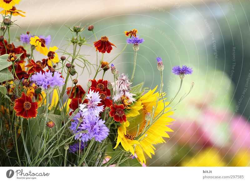 Vorschau auf den Sommer Häusliches Leben Feste & Feiern Valentinstag Muttertag Hochzeit Geburtstag Natur Pflanze Frühling Herbst Blume Garten Blühend Duft schön