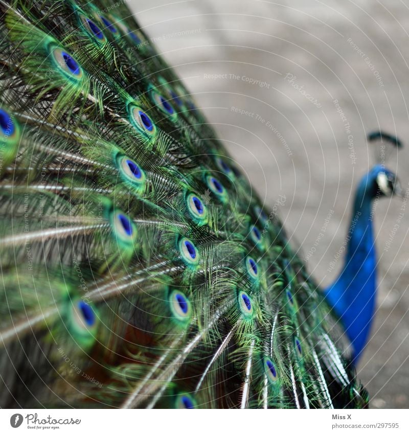 Pfau Tier Vogel Flügel 1 Hochmut Stolz eitel Pfauenfeder Feder Farbfoto Menschenleer Textfreiraum rechts Textfreiraum oben Schwache Tiefenschärfe Tierporträt