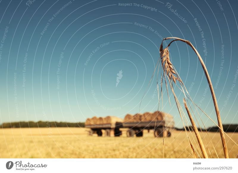 Zusammen abhängen Lebensmittel Getreide Sommer Landwirtschaft Forstwirtschaft Umwelt Natur Landschaft Himmel Horizont Schönes Wetter Wärme Nutzpflanze Feld