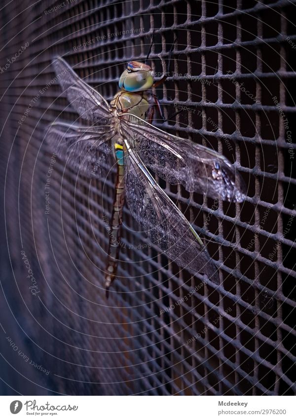 Dragon-Fly I Natur Tier Sommer Schönes Wetter Sevilla Spanien Andalusien Europa Stadt Stadtzentrum Altstadt bevölkert Fassade Gitter Gitterrost Wildtier Libelle