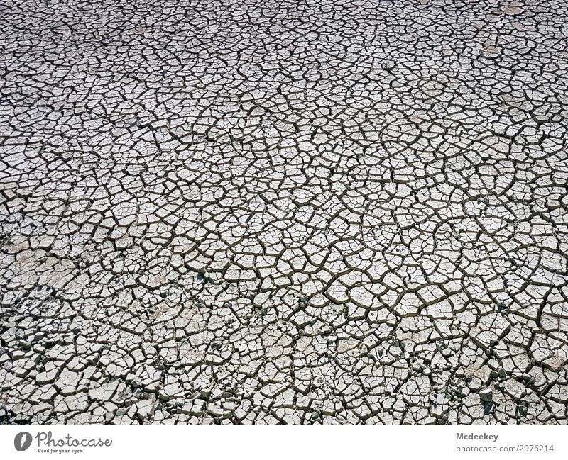 Dürre I Umwelt Natur Landschaft Pflanze Erde Sand Sommer Schönes Wetter Wärme Park dreckig Unendlichkeit heiß natürlich trocken braun grau schwarz Feld