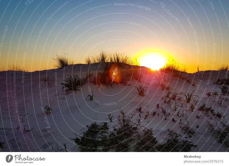 Dünenschönheit II Umwelt Natur Landschaft Sand Himmel Wolkenloser Himmel Sonne Sonnenaufgang Sonnenuntergang Sommer Schönes Wetter Küste Strand Meer Atlantik