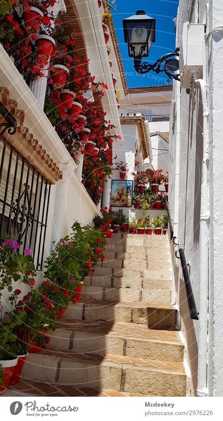 Mijas Pflanze Himmel Wolkenloser Himmel Schönes Wetter Blume Blüte Andalusien Spanien Europa Kleinstadt Stadtzentrum Altstadt bevölkert Bauwerk Architektur