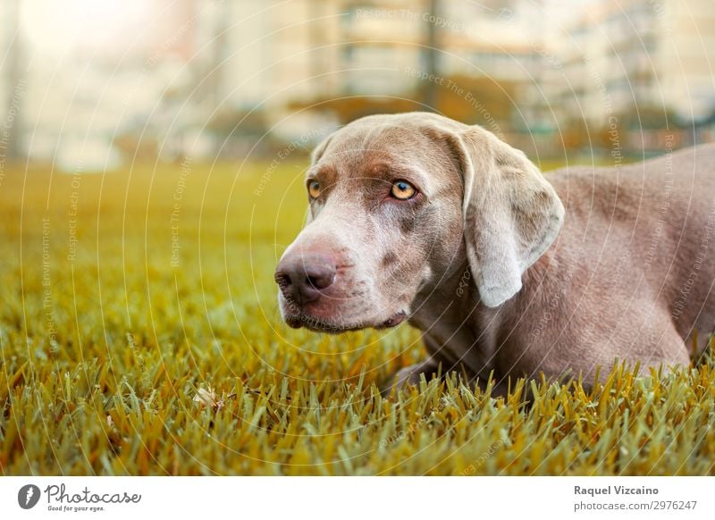 Weimaraner Hund in einer herbstlichen Landschaft Natur Tier Erde Sonnenlicht Herbst Wetter Gras Park 1 beobachten glänzend Jagd leuchten Blick heiß natürlich