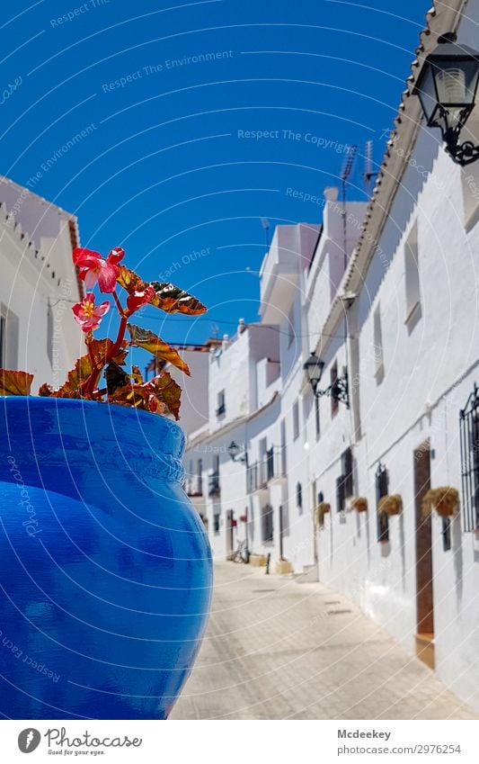 Mijas Natur Himmel Wolkenloser Himmel Sonne Sommer Schönes Wetter Pflanze Blume Topfpflanze Andalusien Spanien Europa Dorf Kleinstadt Stadtzentrum Altstadt