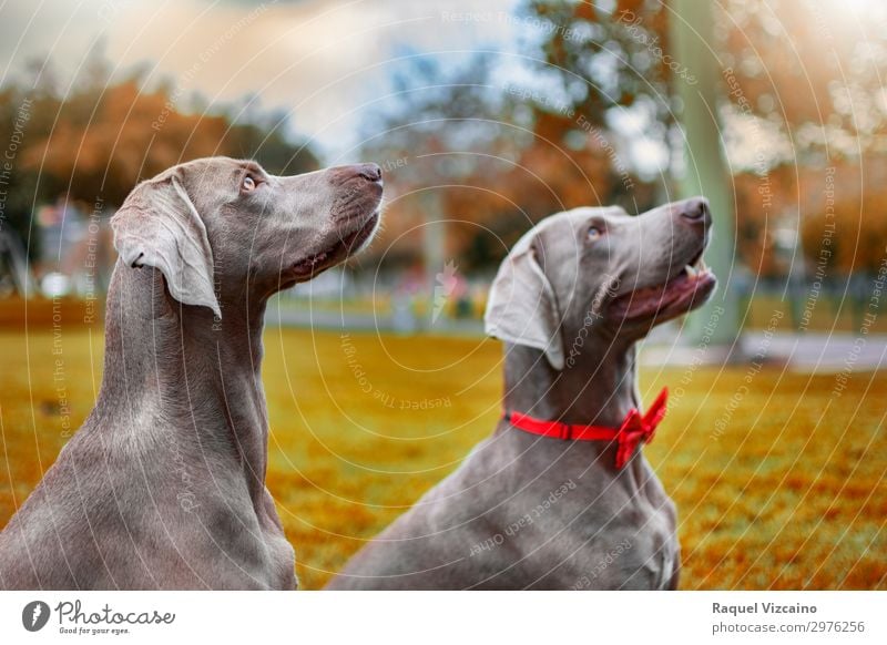 Zwei Weimaraner Hunde Natur Erde Sonnenlicht Herbst Dürre Baum Gras Park Wiese Tier Haustier 2 beobachten leuchten sitzen sportlich Fröhlichkeit frisch