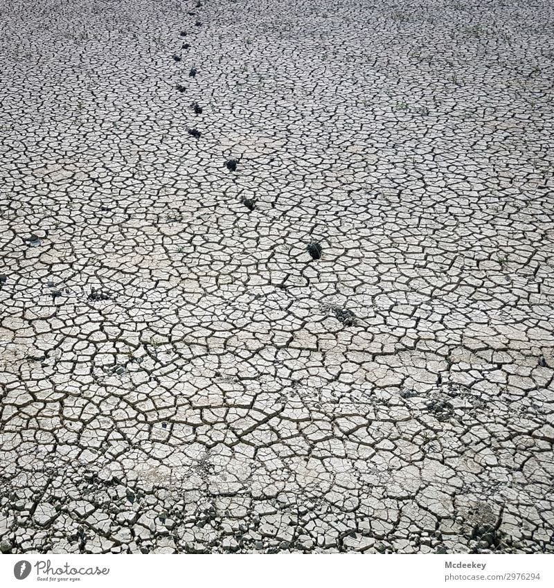 Dürre II Umwelt Natur Landschaft Pflanze Erde Sand Sommer Schönes Wetter Wärme Park dreckig Unendlichkeit heiß natürlich trocken braun grau schwarz Feld