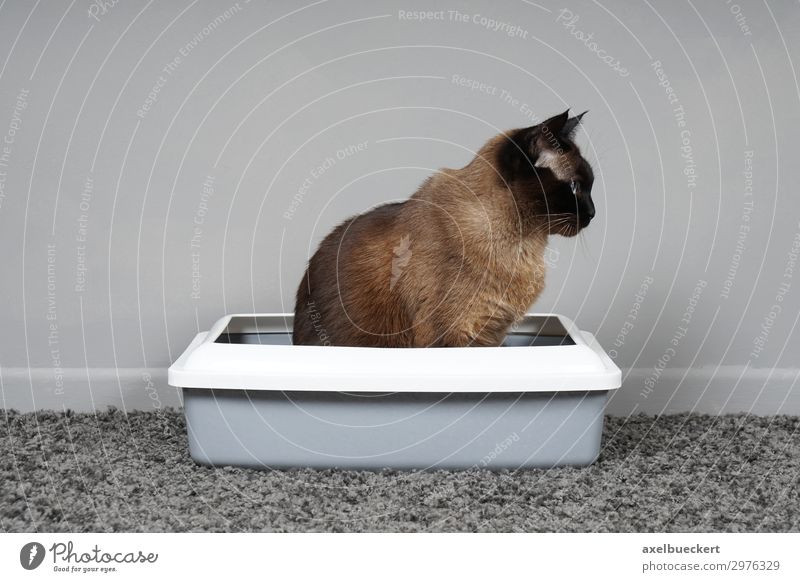 stubenreine Katze sitzt in Katzenklo Tier Haustier 1 sitzen Toilette siamkatze urinieren defäkieren Teppich Raum Reinlichkeit Farbfoto Gedeckte Farben