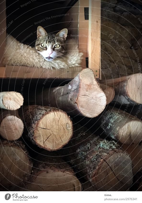 Katalanischer Wettertrotz (III) Tier Haustier Katze Tiergesicht 1 Brennholz Stall Fell Holz beobachten liegen Blick warten außergewöhnlich dunkel kuschlig