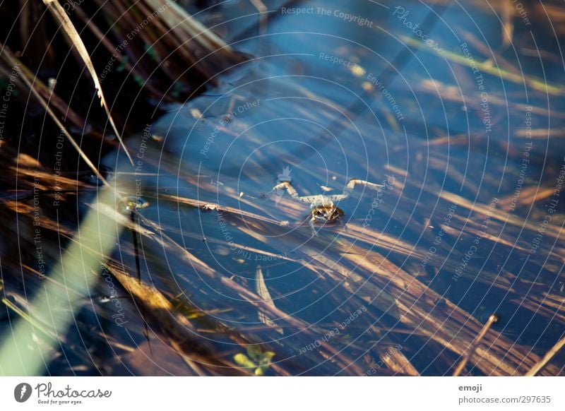 abhängen Umwelt Natur Wasser Frühling Teich Wildtier Frosch 1 Tier nass natürlich Schilfrohr Farbfoto Außenaufnahme Menschenleer Tag Schwache Tiefenschärfe