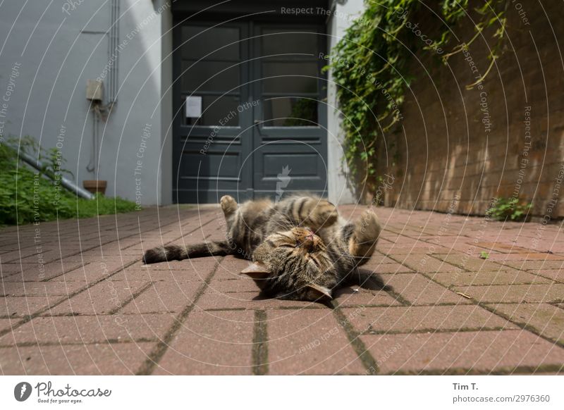 Berlin Hinterhof Prenzlauer Berg Stadt Hauptstadt Stadtzentrum Altstadt Menschenleer Tier Haustier Katze Tiergesicht Pfote 1 Wellness Zufriedenheit Hauskatze