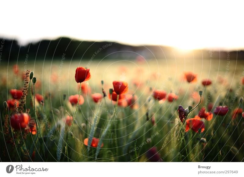 Mohnblumen im Sonnenuntergang Landschaft Pflanze Sonnenaufgang Sonnenlicht Sommer Blüte Grünpflanze Nutzpflanze Wildpflanze Garten Wiese Feld Wärme Glück