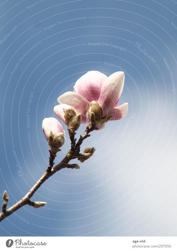 out of the dark and into the blue Umwelt Natur Pflanze Frühling Schönes Wetter Baum Blüte Magnolienbaum Garten elegant frisch blau grün rosa weiß Glück