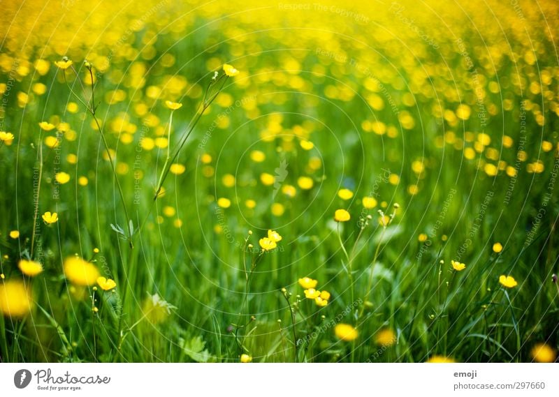 Meer gelbgrün Umwelt Natur Landschaft Pflanze Frühling Blume Gras Grünpflanze Wiese natürlich Sumpf-Dotterblumen Farbfoto Außenaufnahme Menschenleer Tag