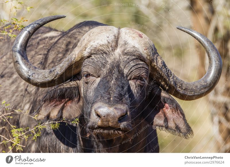 Wildlife Buffalo Tierkopf Hörner Wildtier Tiergesicht 1 beobachten Jagd Blick Aggression bedrohlich nah wild braun grau schwarz Kraft Macht Abenteuer Ärger