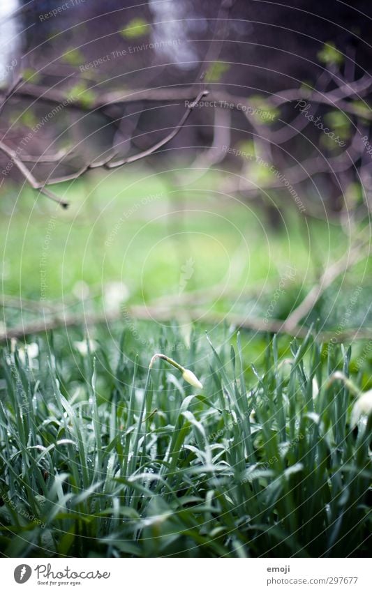 BOGA Umwelt Natur Pflanze Wassertropfen Blume Gras Grünpflanze natürlich grün Narzissen Blütenknospen Farbfoto Außenaufnahme Nahaufnahme Menschenleer Tag