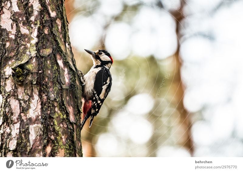 klopf klopf Buntspecht Tierliebe Farbfoto Außenaufnahme Licht Wildtier Baumstamm Federn hübsch Tierporträt Schnabel Natur Tierschutz Flügel fliegen Specht Vogel