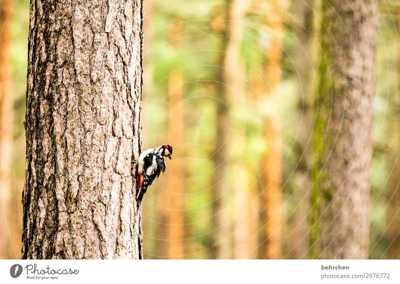 wie ein specht im wald Natur Baum Baumstamm Wald Wildtier Vogel Tiergesicht Flügel Specht Buntspecht Feder 1 außergewöhnlich fantastisch Freiheit ruhig schön