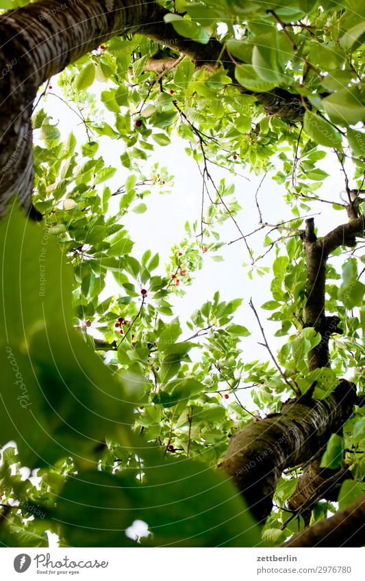 Fast reife Kirschen Ast Baum Blume Blühend Blüte Erholung Ferien & Urlaub & Reisen Garten Himmel Himmel (Jenseits) Schrebergarten Kleingartenkolonie