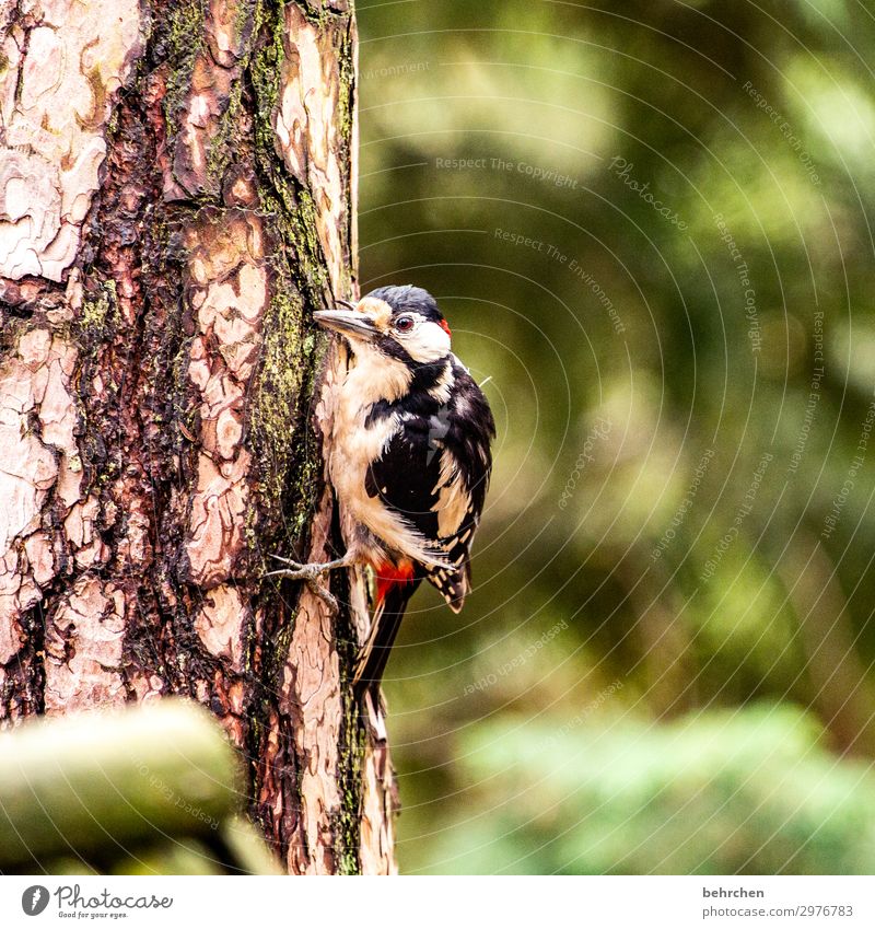 geräusch | spechtgeklopfe Vogel Specht Wald Baum Baumstamm Federn Schnabel Natur fliegen Fressen Tier Wildtier hübsch Tierporträt Tierschutz Flügel Nahaufnahme