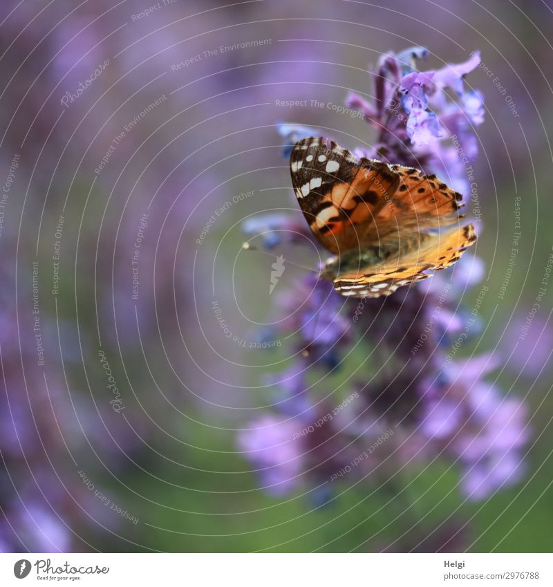 Distelfalter sitzt auf einer lila Büte Umwelt Natur Pflanze Tier Sommer Schönes Wetter Blume Blüte Garten Schmetterling 1 Blühend ästhetisch schön einzigartig