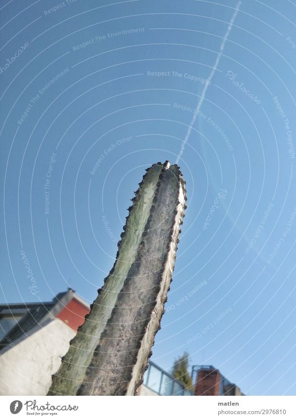 Shot Himmel Wolkenloser Himmel Sommer Schönes Wetter Kaktus Menschenleer Mauer Wand Balkon Dach Spitze blau braun grün rot weiß shot Kondensstreifen Gender