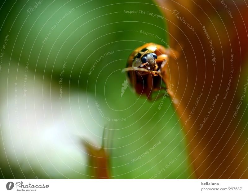 Da hab ich mir so viel Mühe gegeben... | Gipfelstürmer Natur Pflanze Tier Herbst Wetter Schönes Wetter Gras Blatt Wildpflanze Garten Park Wiese Wald Wildtier