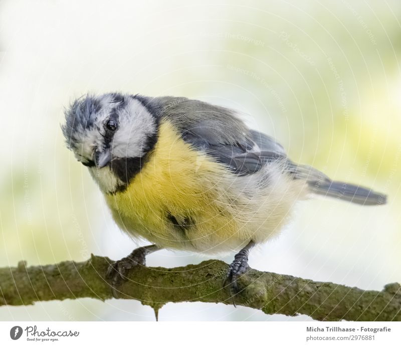 Neugierig schauende Blaumeise Natur Tier Sonnenlicht Schönes Wetter Baum Zweige u. Äste Wildtier Vogel Tiergesicht Flügel Krallen Meisen Kopf Schnabel Auge