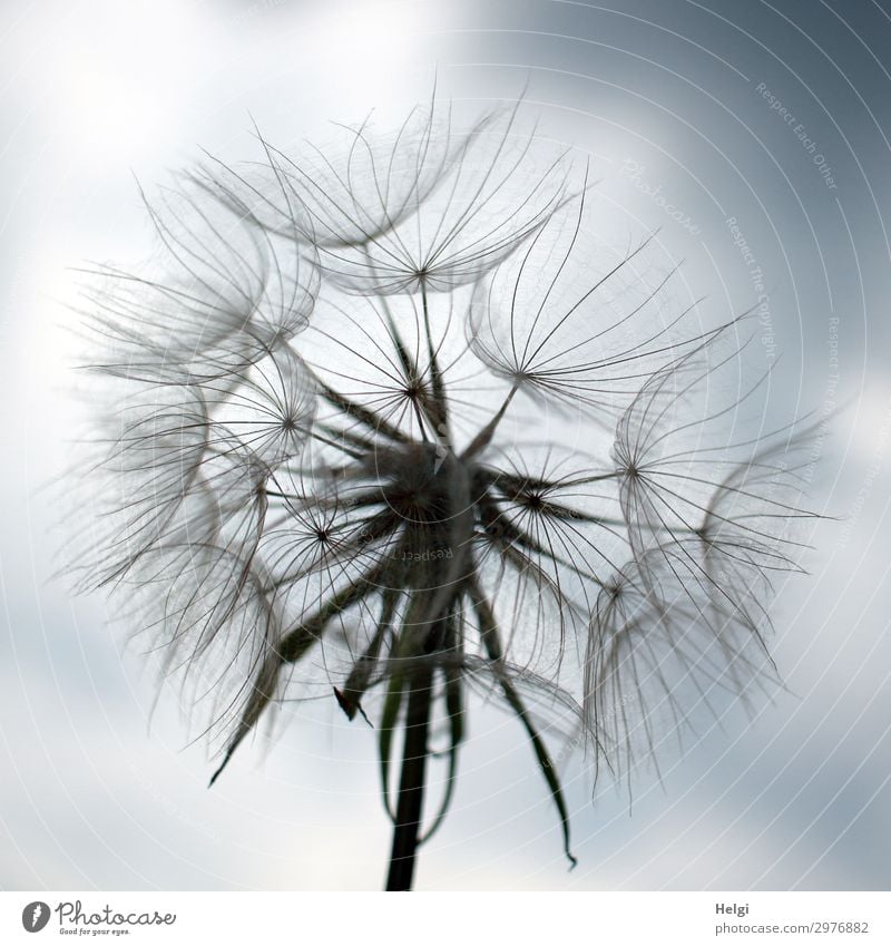 Riesenpusteblume, Fruchtstand des Wiesenbocksbarts - Tragopogon pratensis - vor blaugrauem Himmel, Pusteblume Samen Wildpflanze Natur Umwelt Wolken Heilpflanze