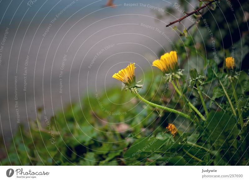 So satte Farben Umwelt Natur Frühling Sommer Wetter Regen Blume Sträucher Blüte Grünpflanze Garten Wiese Blühend Wachstum frei natürlich wild gelb grün