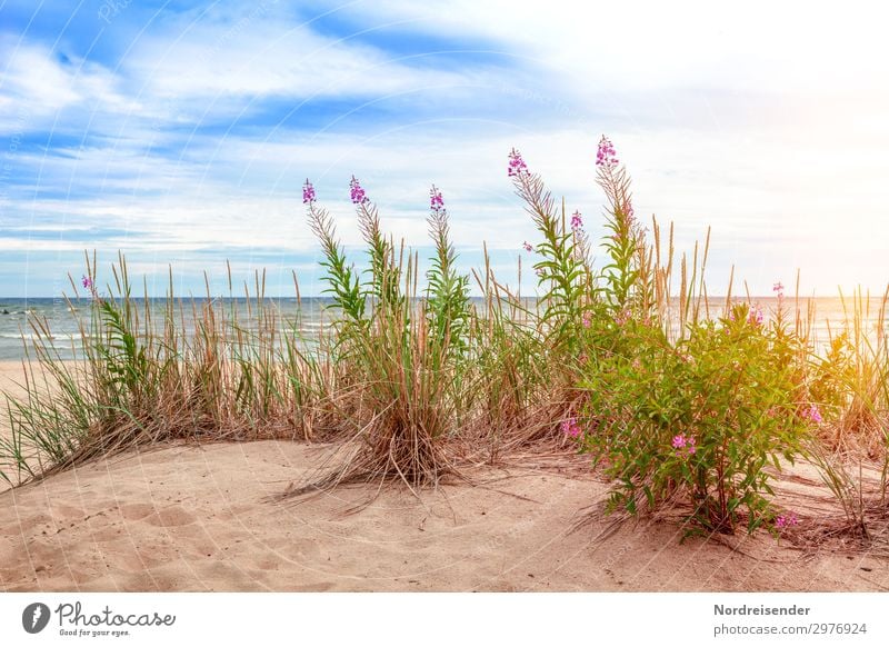 Ostsee in Schweden Ferien & Urlaub & Reisen Tourismus Ferne Freiheit Camping Sommer Sommerurlaub Sonne Strand Meer Insel Sand Wasser Himmel Wolken